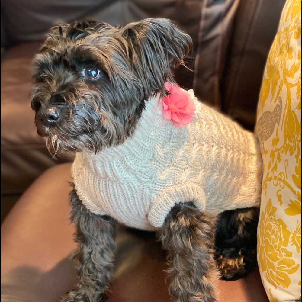 Dog Sweater with Floral Appliqué - Picture 1 of 5